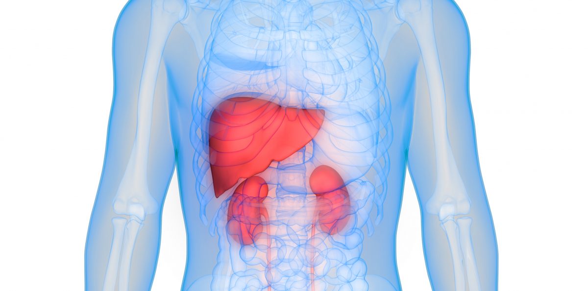 Support Kidneys and Liver