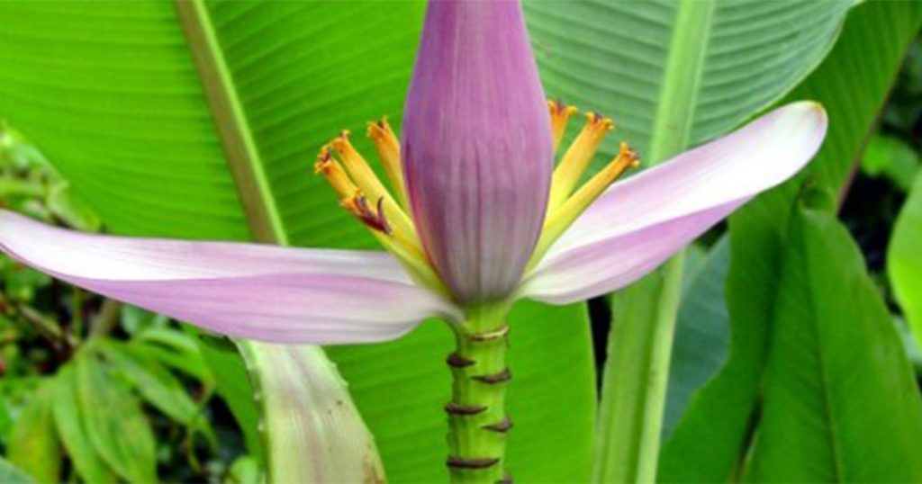 Top 10 Health Benefits Banana Flower | Banana Flower