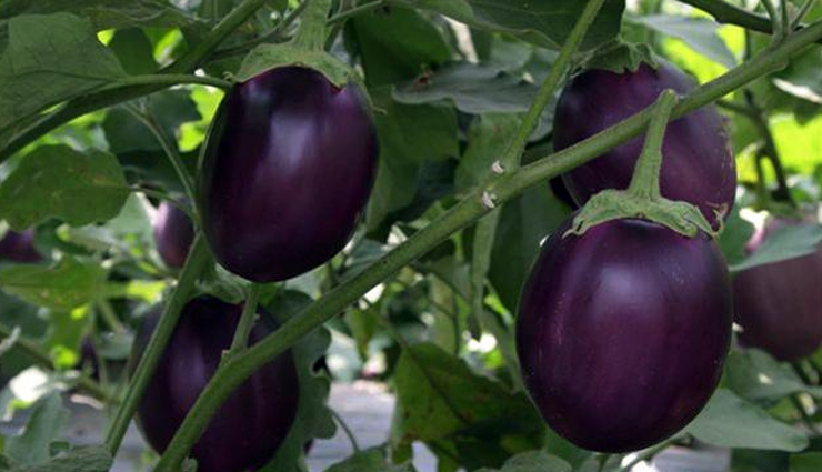 Read more about the article 8 Incredible Health Benefits of Brinjal